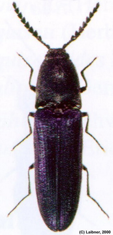Veilchenblauer Wurzelhals-Schnellkaefer